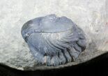 Zlichovaspis, Sculptoproetus?, Reedops Trilobite Association #46602-5